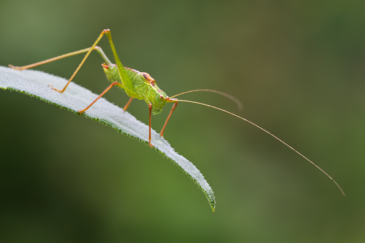 Speckled Bush Cricket 2